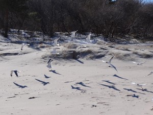 Möwen über Sand